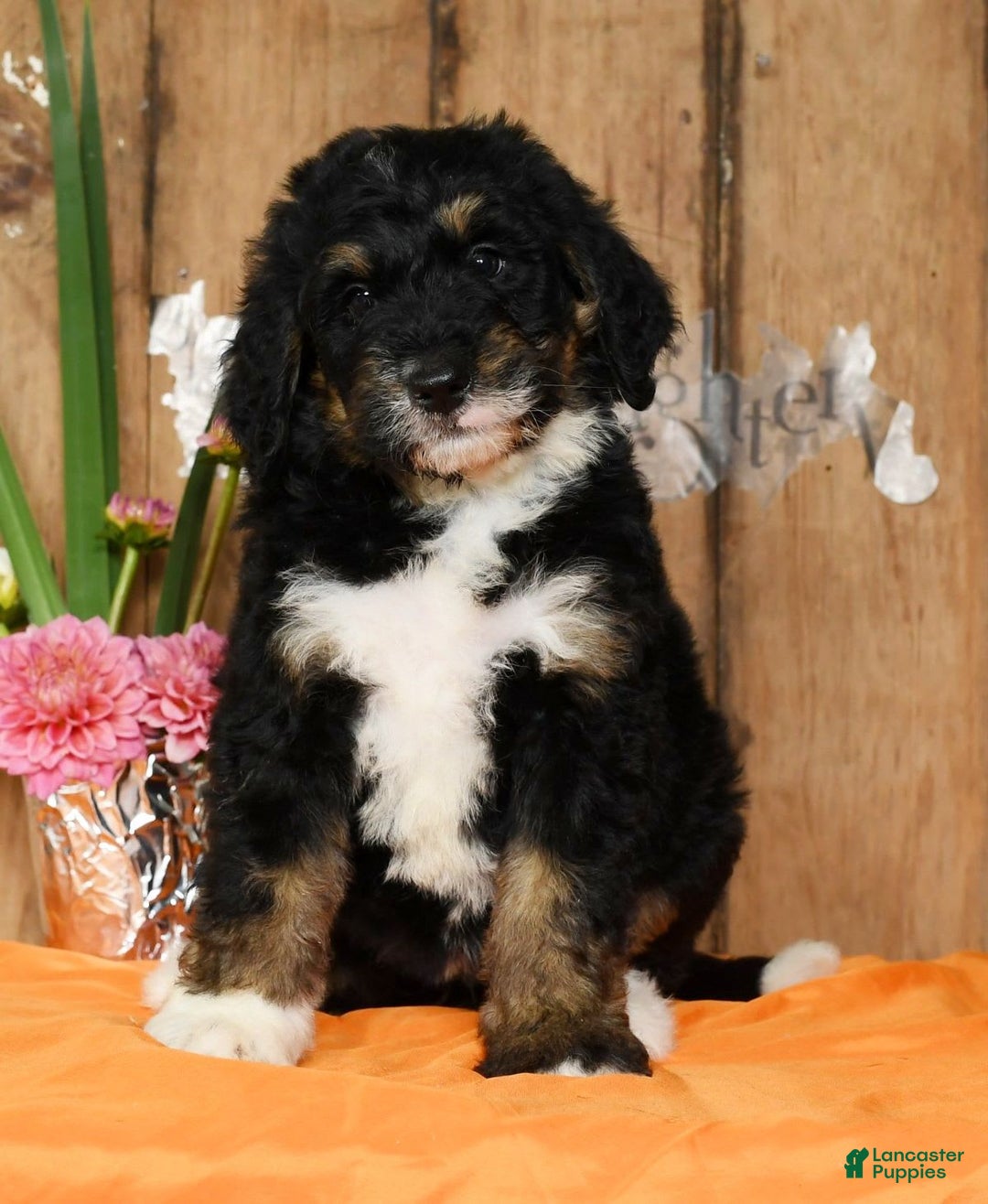 Bernedoodle dogs for sale: Delores - Image 1