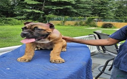 Cane Corso dogs for sale: Coco - Image 6