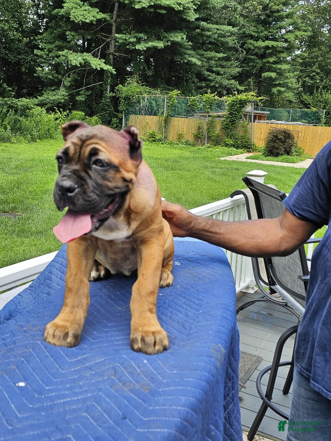 Cane Corso dogs for sale: Coco - Image 6