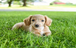 Miniature Dachshund dogs for sale: Firecracker - Image 10