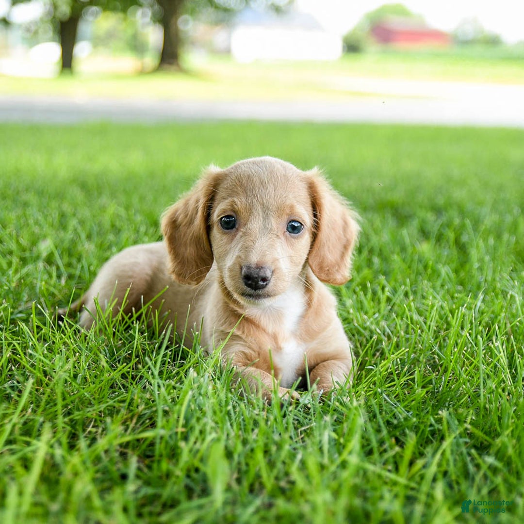 Miniature Dachshund dogs for sale: Firecracker - Image 10