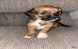 Morkie dogs for sale: Cooper - Image 6