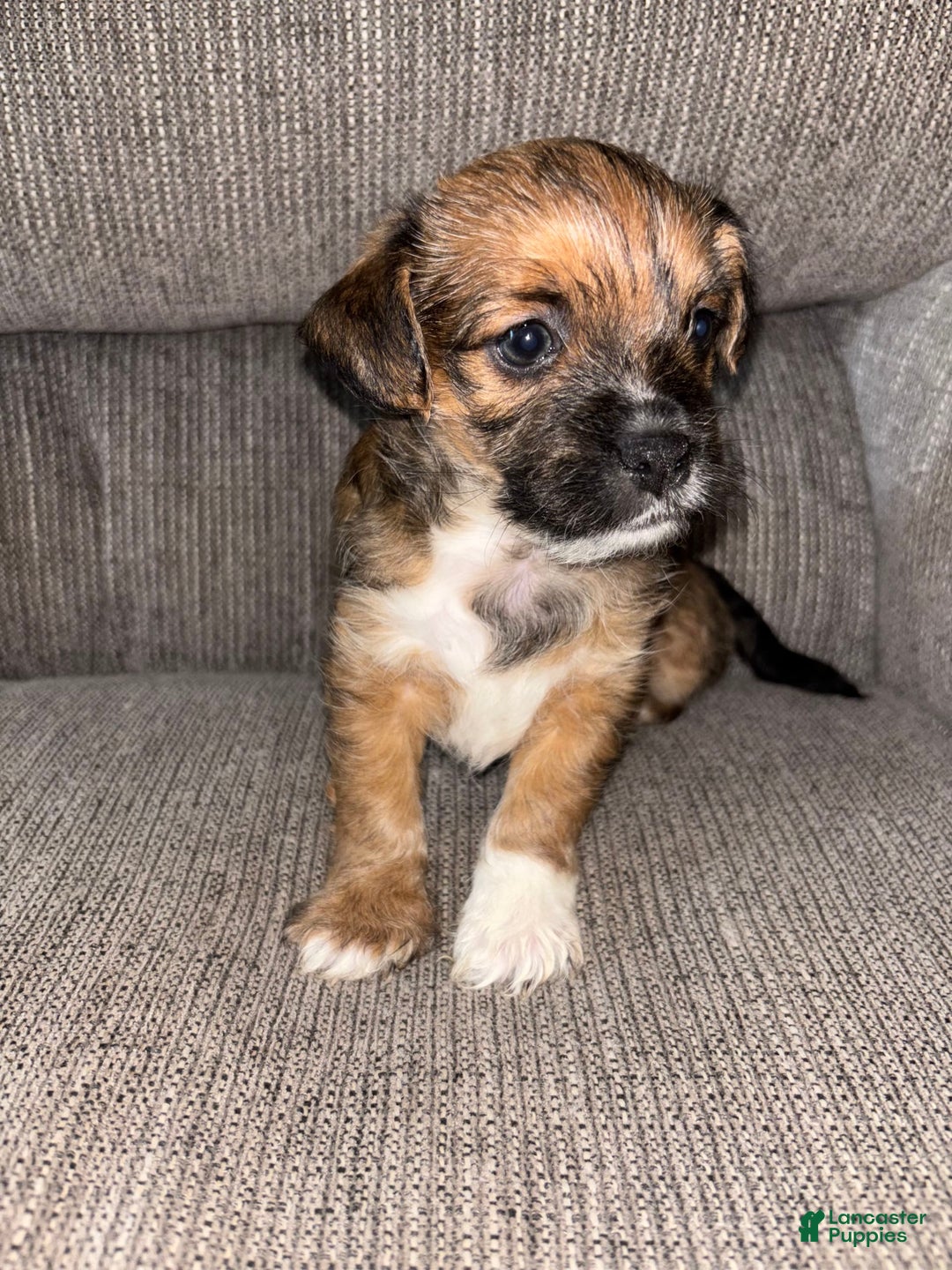 Morkie dogs for sale: Cooper - Image 6