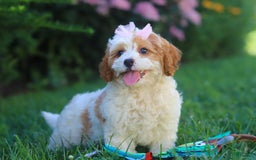 Cavapoo dogs for sale: Ellie - Image 6