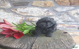 Toy Poodle dogs for sale: Hanna - Image 2