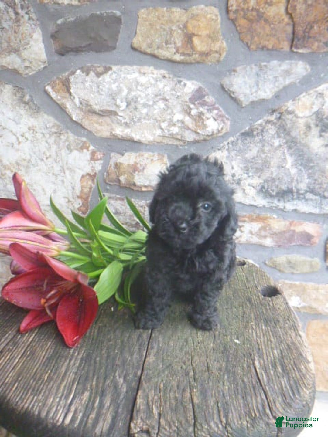 Toy Poodle dogs for sale: Hanna - Image 2