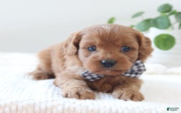 Cavapoo dogs for sale: Flora - Image 8