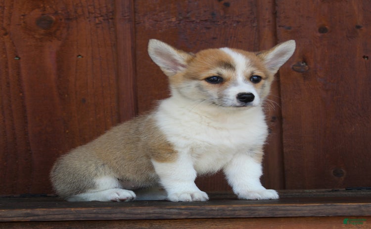 Welsh Corgi Pembroke dogs - Advert 30