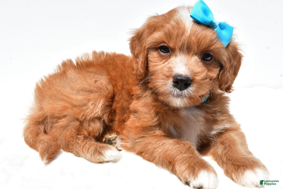 Mini Goldendoodle dogs for sale: Toby - Image 5