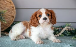 Cavalier King Charles Spaniel dogs for sale: Justin - Image 3