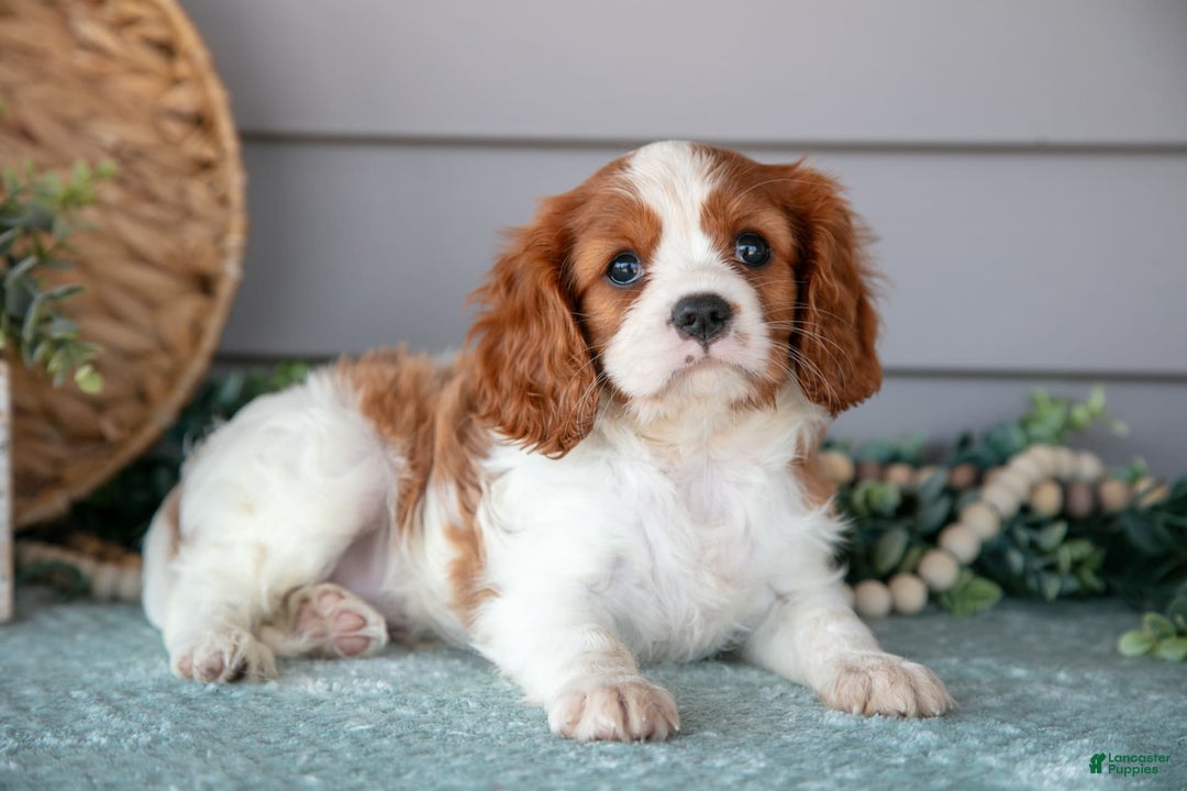 Cavalier King Charles Spaniel dogs for sale: Justin - Image 3