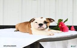 English Bulldog dogs for sale: English Bulldog 6 puppies - Image 2