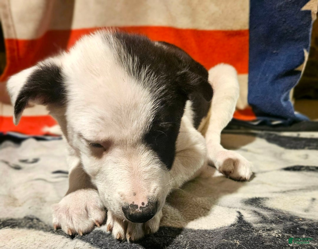 Border Collie dogs for sale: I-dog - Image 20