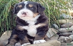 Mini Bernedoodle dogs for sale: Shiloh - Image 29