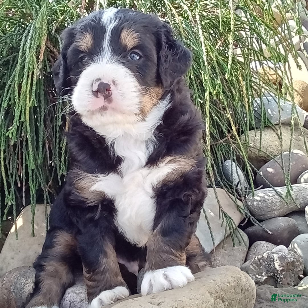 Mini Bernedoodle dogs for sale: Shiloh - Image 29