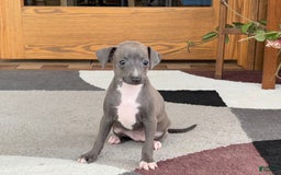 Italian Greyhound dogs for sale: Kk - Image 14