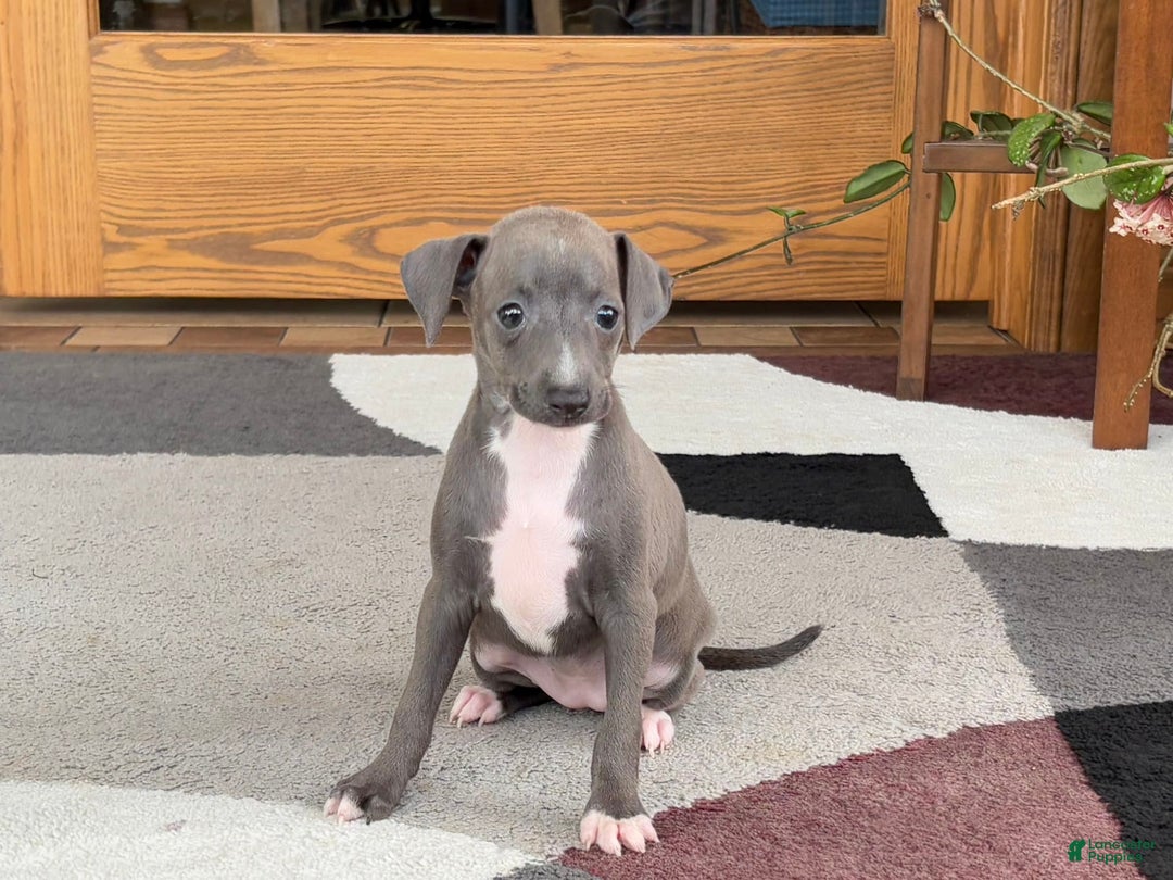 Italian Greyhound dogs for sale: Kk - Image 14