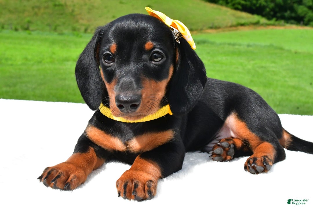 Miniature Dachshund dogs for sale: Harvey - Image 7