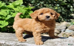 Mini Goldendoodle dogs for sale: Tommy - Image 2