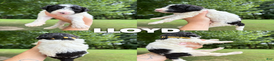 Lloyd- Standard F1b