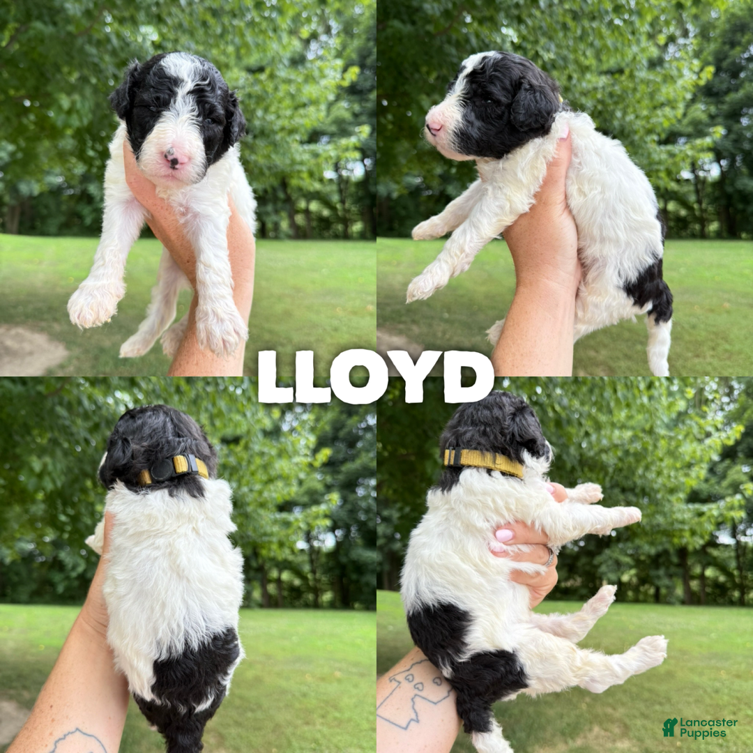 Saint Berdoodles dogs for sale: Lloyd- Standard F1b - Image 1