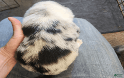 Welsh Corgi Pembroke dogs for sale: Boy 1 - Image 2