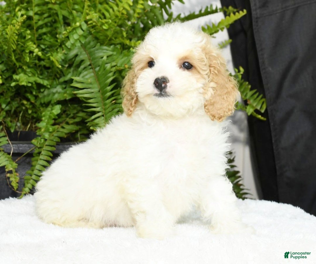 Cavapoo dogs for sale: Uriah - Image 13