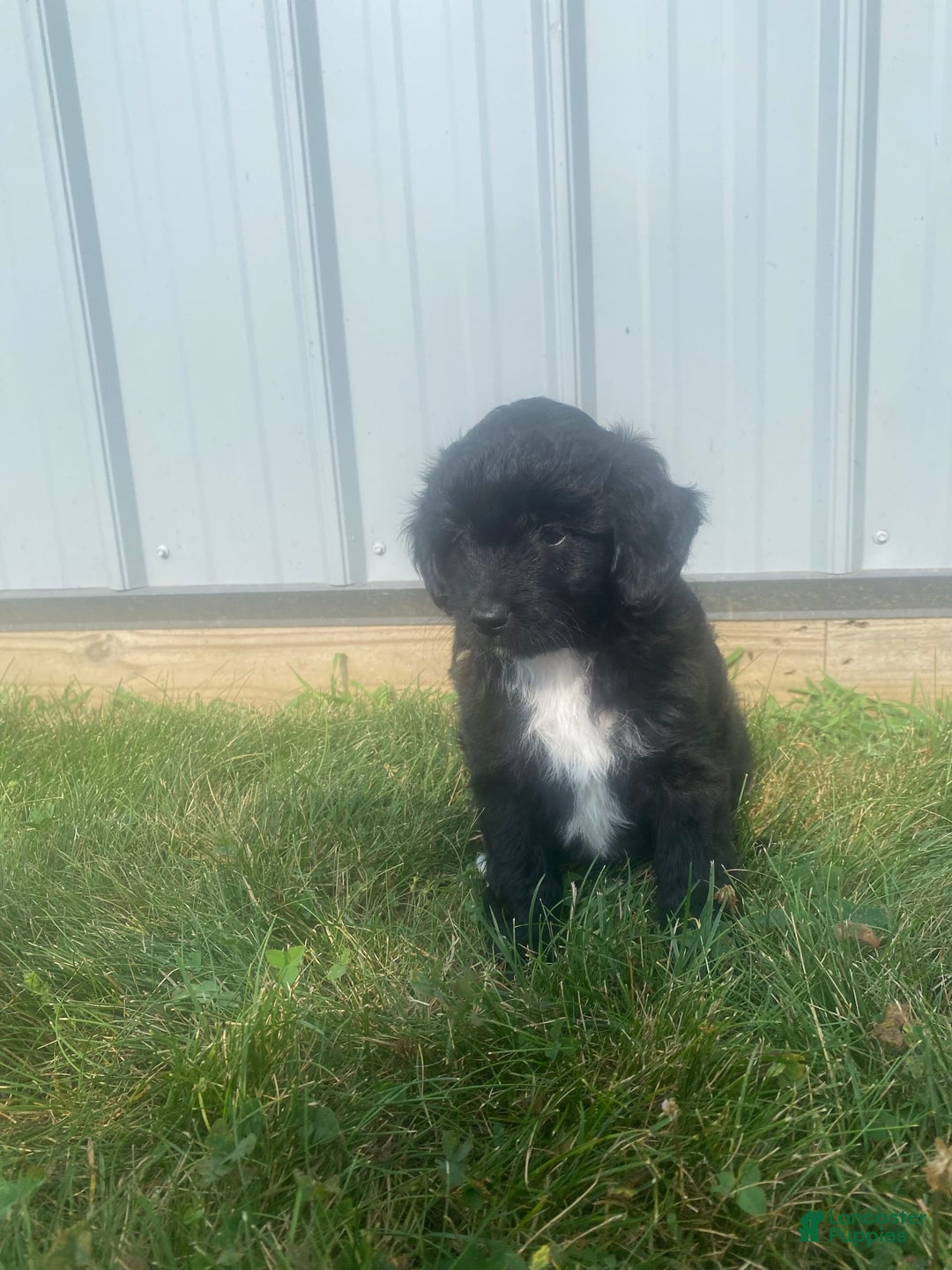 Mini Aussiedoodle dogs for sale: Honey - Image 3