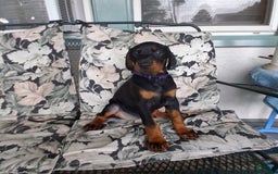 Doberman Pinscher dogs for sale: Venus - Image 6