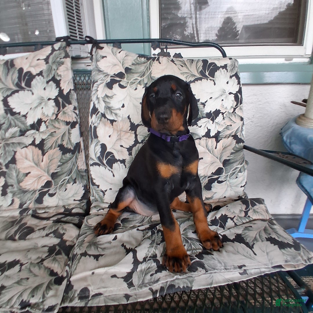 Doberman Pinscher dogs for sale: Venus - Image 6