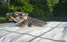 English Bulldog dogs for sale: Dalilah - Image 1