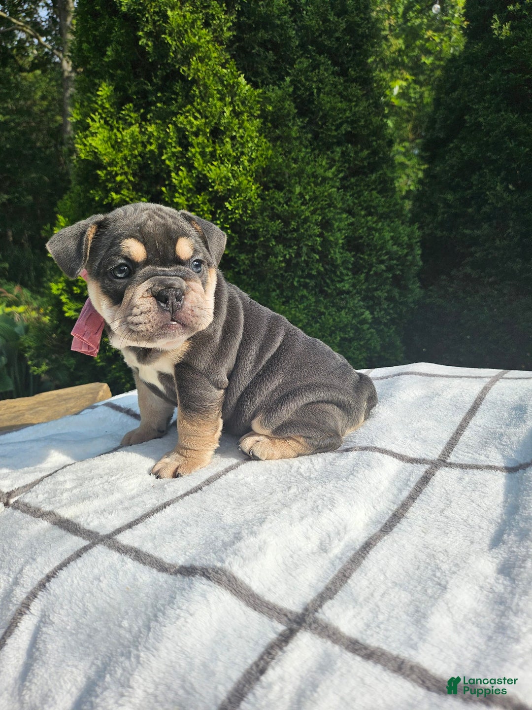 English Bulldog dogs for sale: Dalilah - Image 1