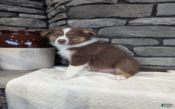 Australian Shepherd dogs for sale: Charlie - Image 4