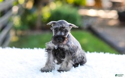 Miniature Schnauzer dogs for sale: Bingo - Image 18