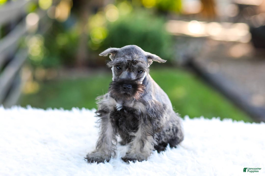 Miniature Schnauzer dogs for sale: Bingo - Image 18