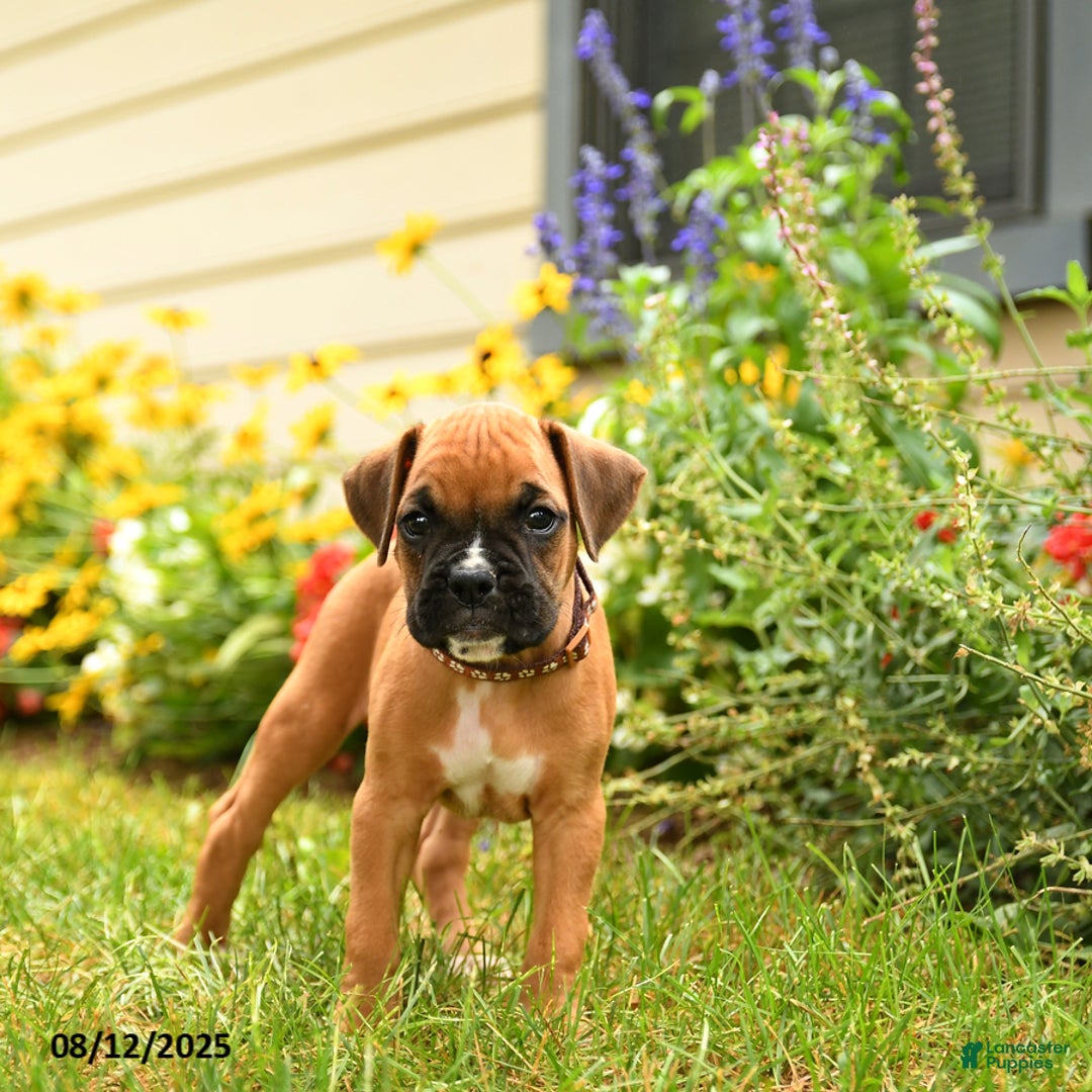 Boxer dogs for sale: Danali - Image 4