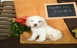 Cocker Spaniel dogs for sale: Pogo - Image 4