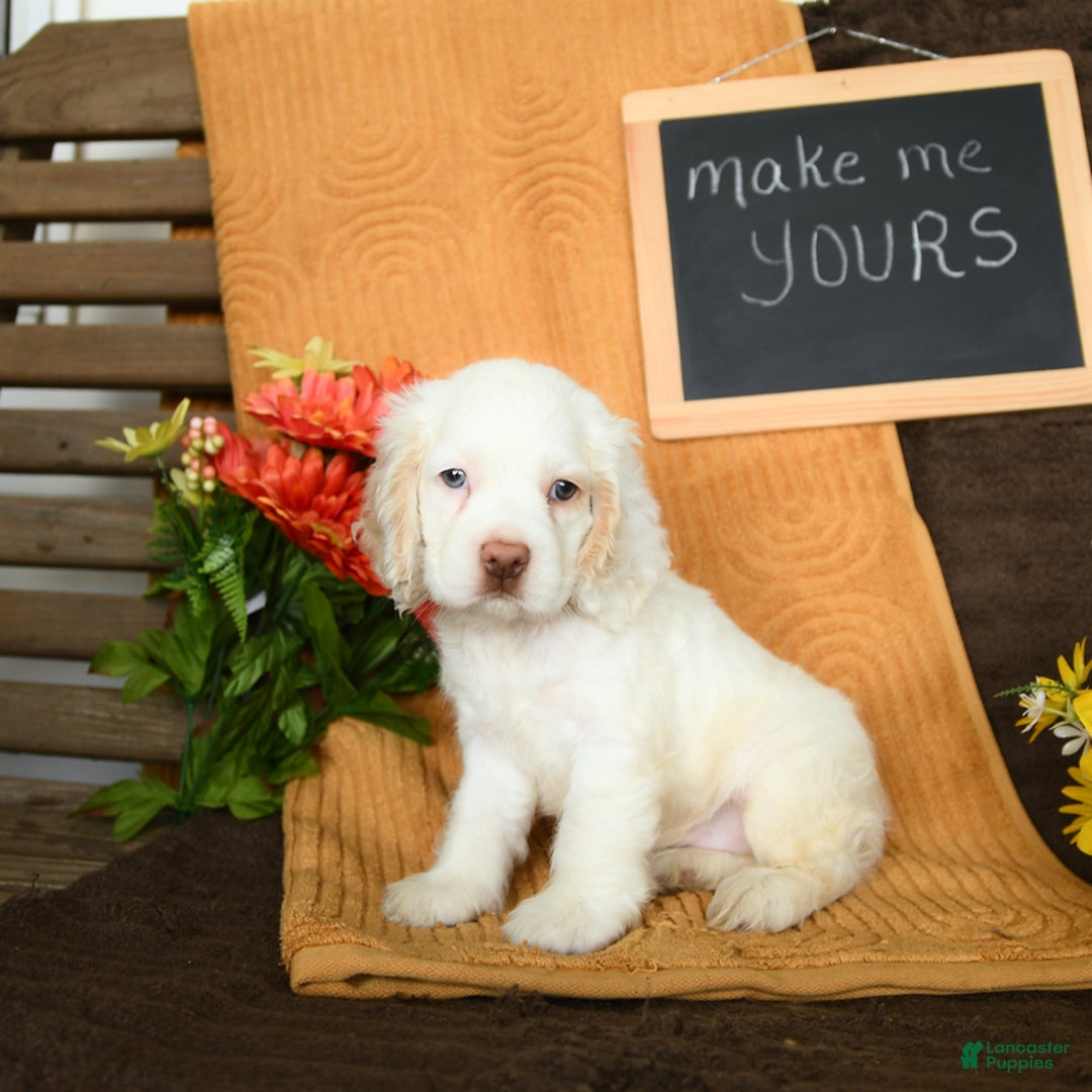Cocker Spaniel dogs for sale: Pogo - Image 4