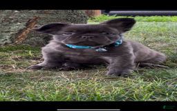 French Bulldog dogs for sale: Jelly Belly The Fluffy - Image 4
