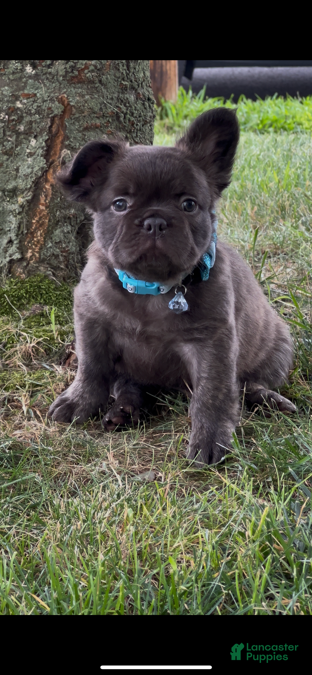 French Bulldog dogs for sale: Jelly Belly The Fluffy - Image 4