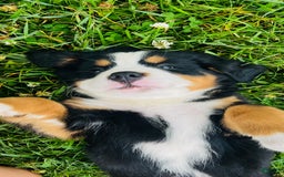 Bernese Mountain Dog dogs for sale: Joker - Image 13