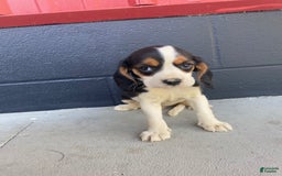 Beaglier dogs for sale: Beaglier 9 puppies - Image 7