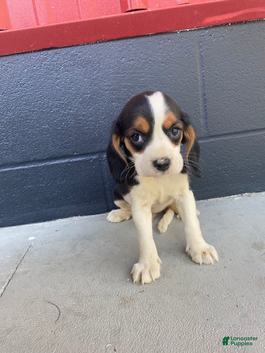 Beaglier dogs for sale: Beaglier 9 puppies - Image 7