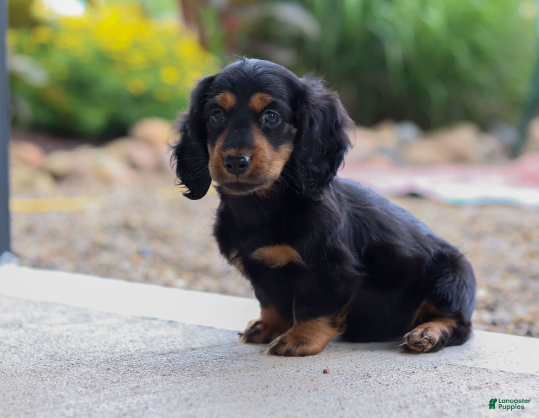 Miniature Dachshund dogs for sale: Mudge - Image 2