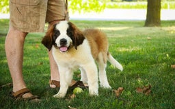 Saint Bernard dogs for sale: Madison - Image 20