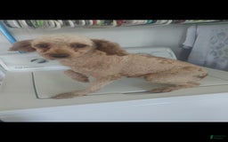 Cavapoo dogs for sale: Theo - Image 13