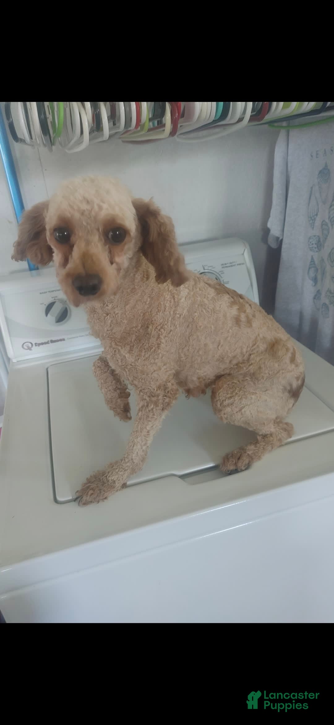 Cavapoo dogs for sale: Theo - Image 13