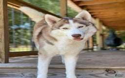 Gerberian Shepsky dogs for sale: Marlo - Image 7