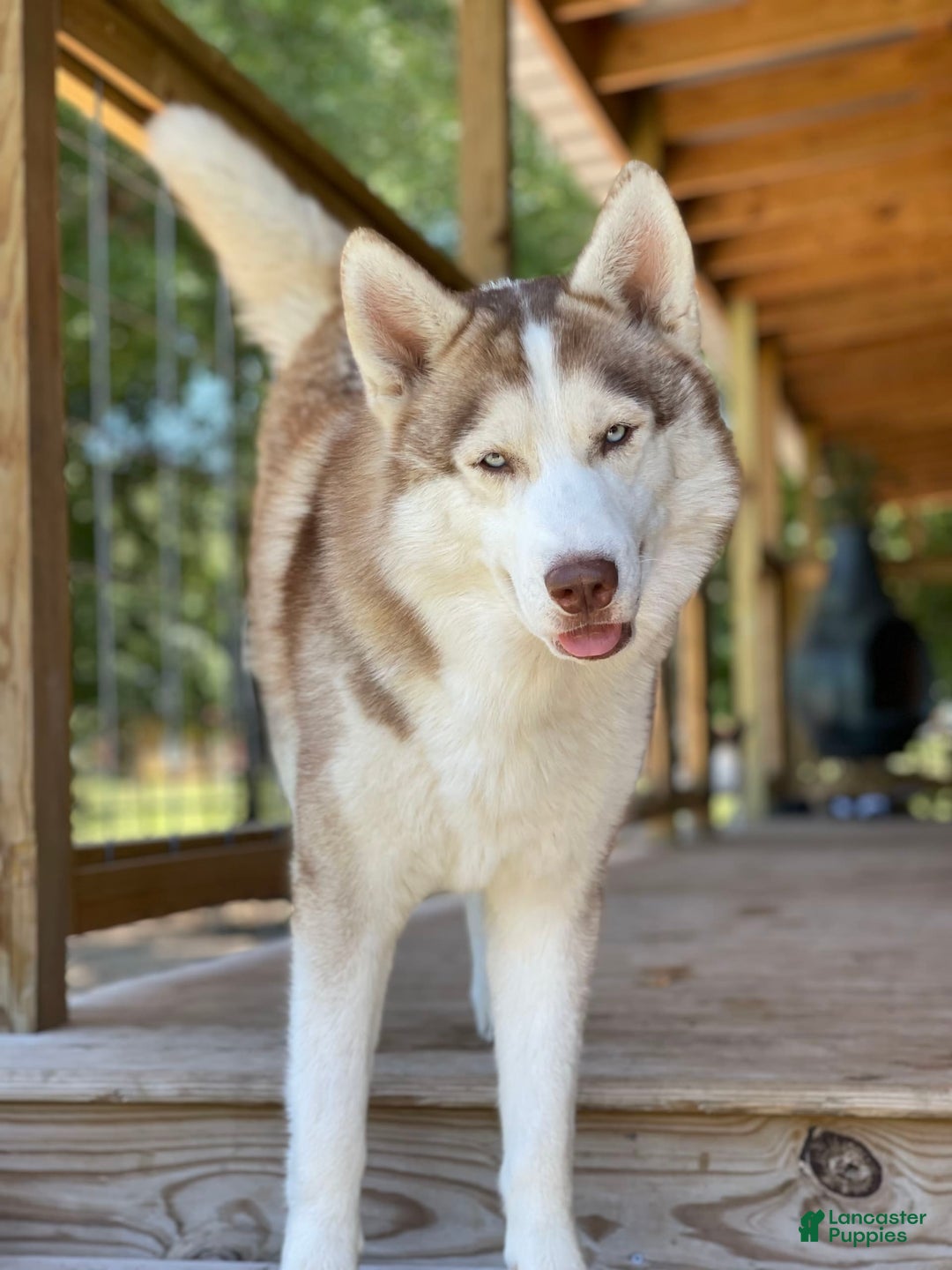 Gerberian Shepsky dogs for sale: Marlo - Image 7