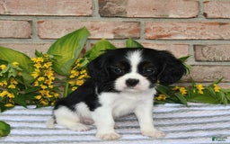 Cavalier King Charles Spaniel dogs for sale: Dasher - Image 9